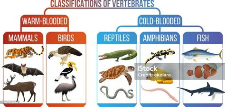 Are birds a reptile?