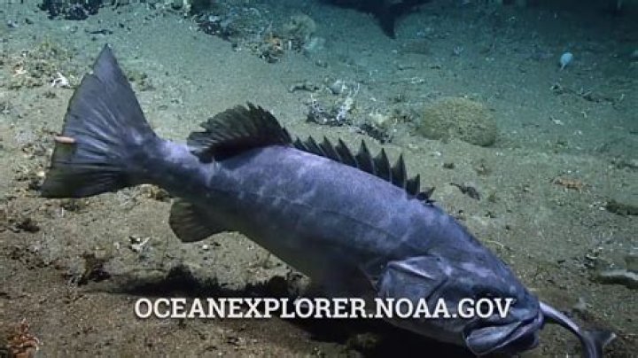 Can a grouper eat a shark?