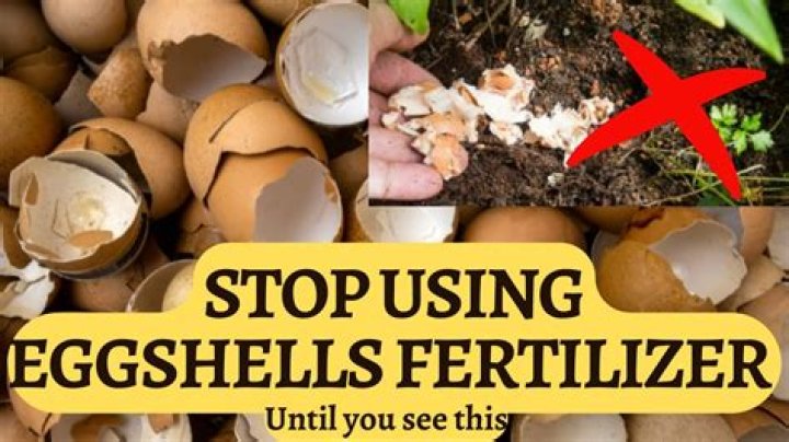Can I put raw egg shells in my garden?
