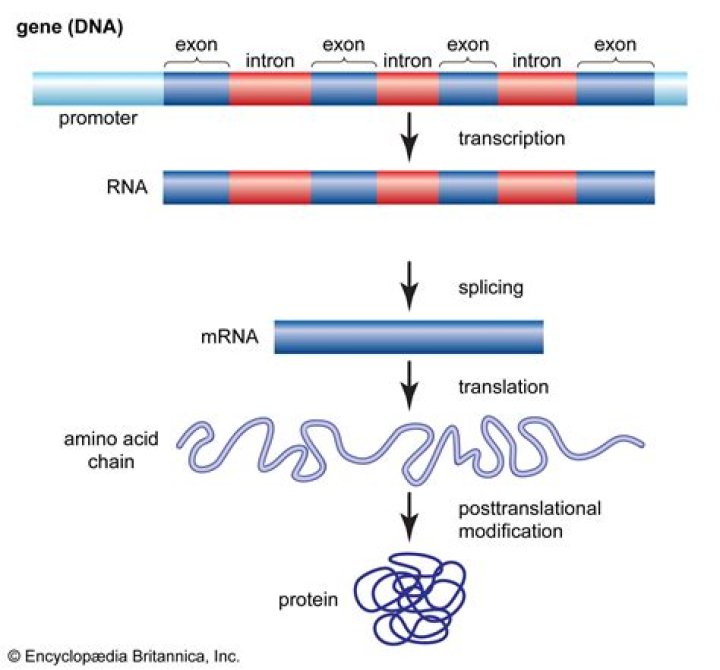 Can primers be in introns?