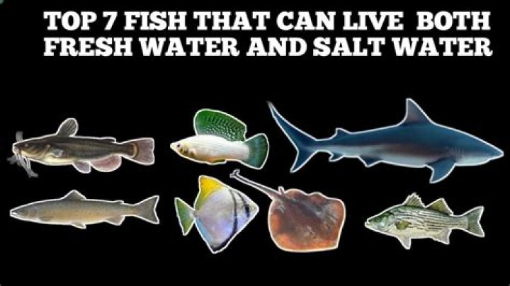Can you buy salt water fish online?