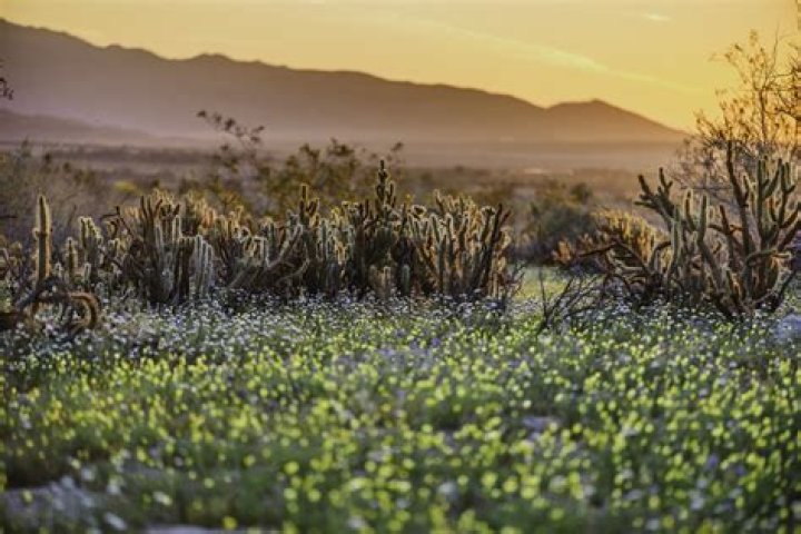 Do you need a 4×4 for Anza Borrego?