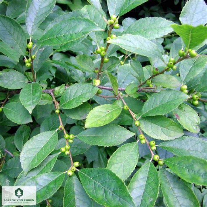 Does Ilex verticillata need sun?