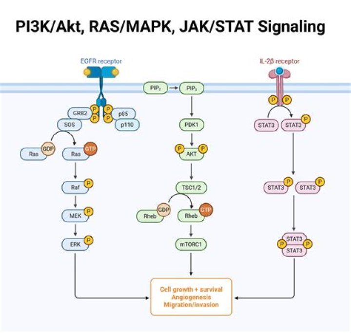 Does PKC activate Akt?