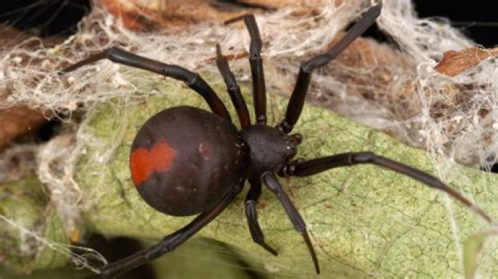 Does the UK have any poisonous spiders?