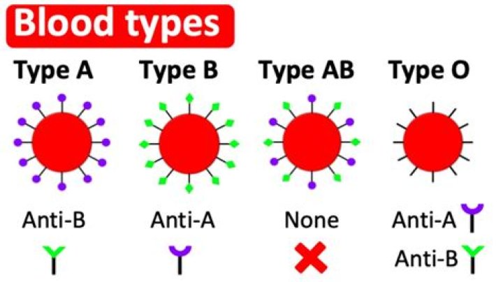 Does Type A have anti-B antibodies?
