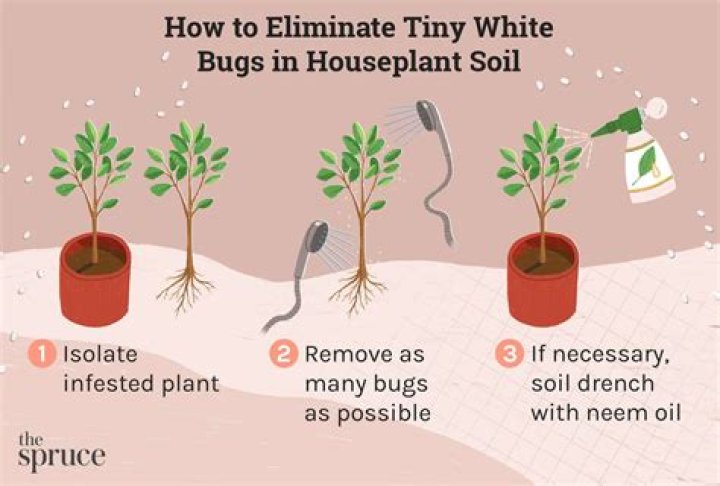 How do I get rid of bugs in my indoor plants soil?