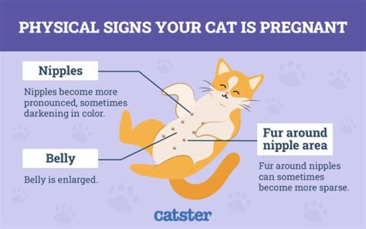 How do I know if my cat has megacolon?