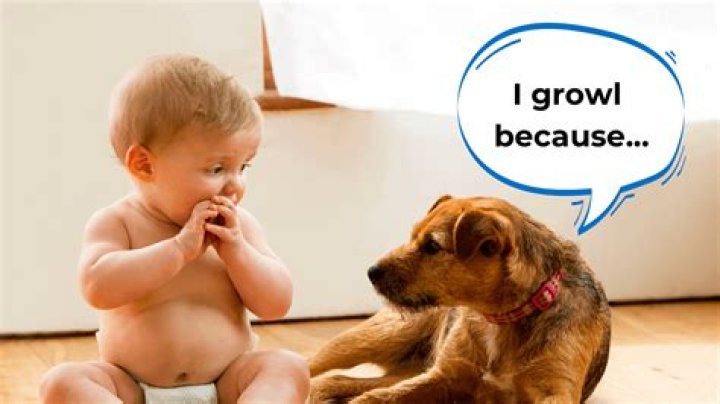 How do I stop my dog from growling at my baby?