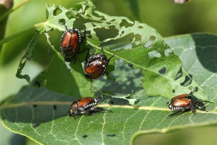 How do insects differ from other arthropods?