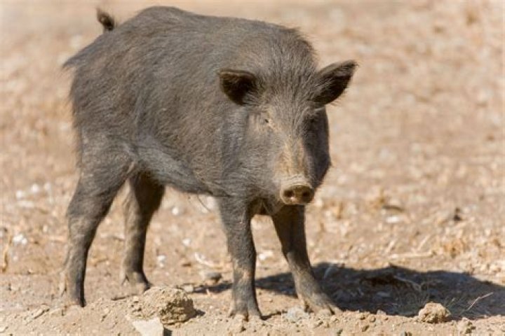 How do pigs get swine dysentery?