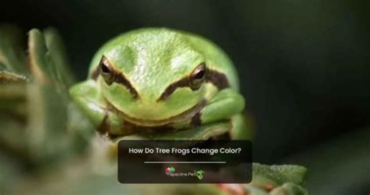 How do tree frogs change color?
