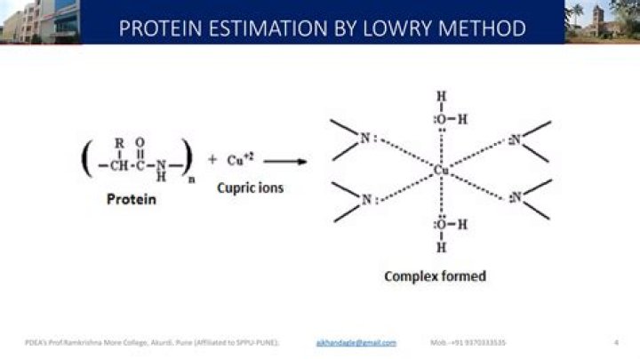 How do you calculate protein concentration using the Lowry method?