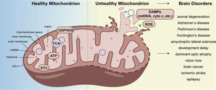 How does the mitochondria affect the heart?