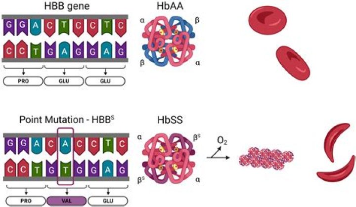 How does the mutation on the hemoglobin gene help prevent malaria?