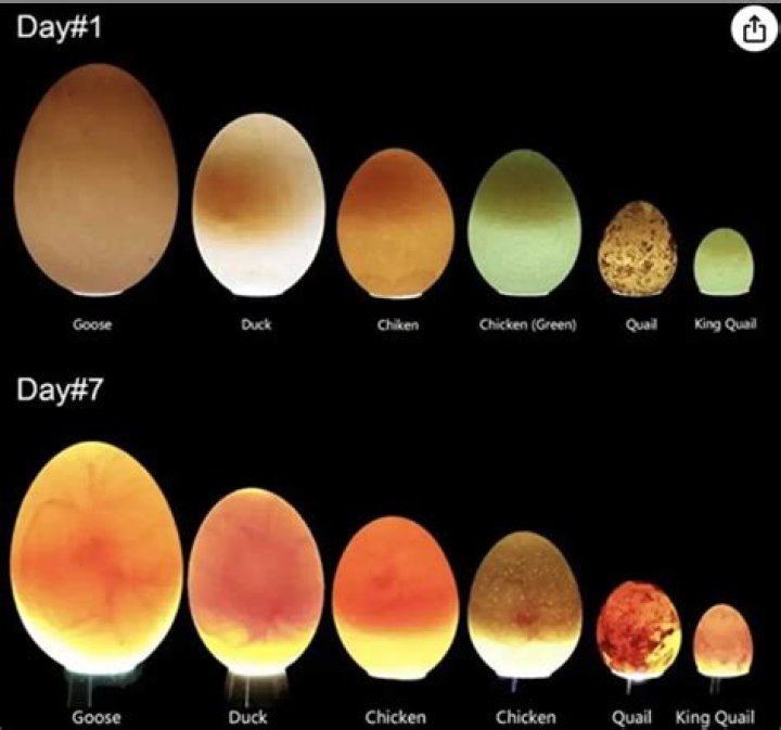 How much do fertile duck eggs sell for?