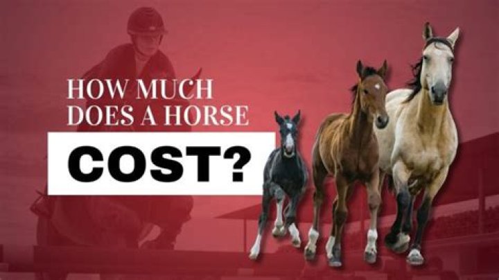 How much does a good jumping horse cost?