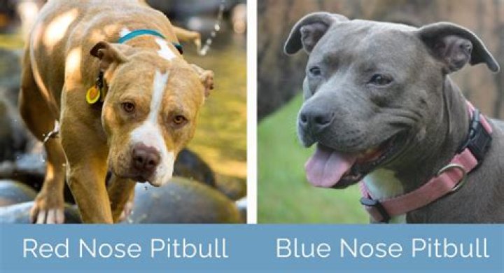 How much should a blue nose pitbull cost?