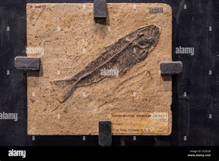 How old is the Diplomystus fossil?