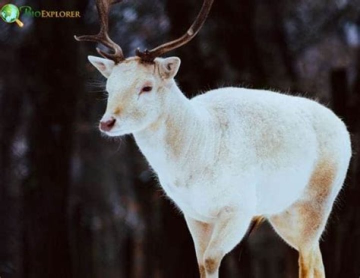 How rare is an albino deer in NJ?