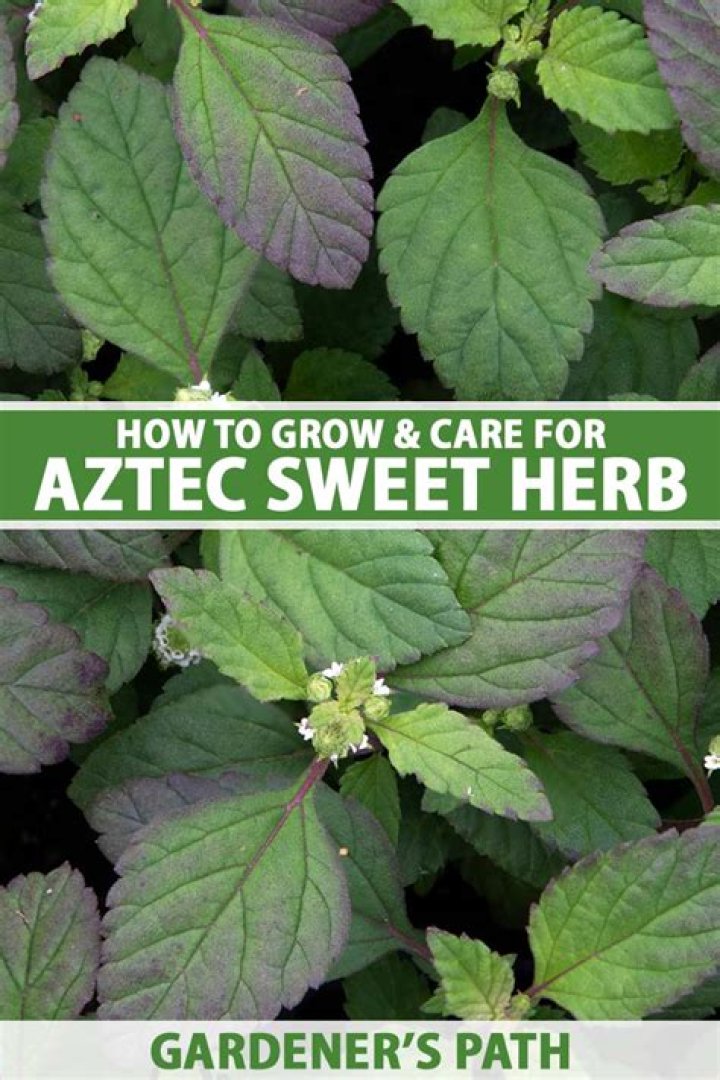 Is Aztec sweet herb edible?