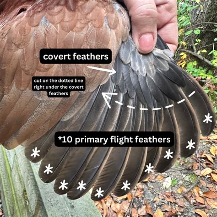 Is bird wing clipping cruel?