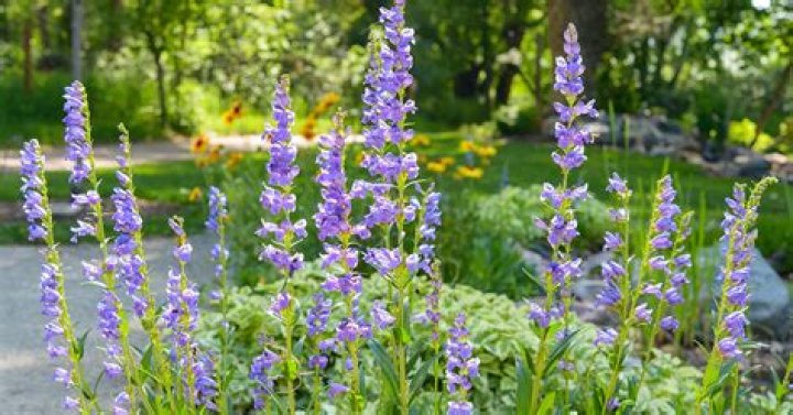 Is Penstemon barbatus a perennial?