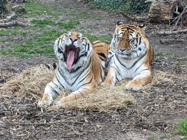 Is the Bridgeton zoo open today?