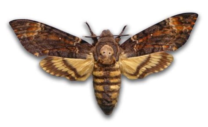 Is the death head hawk moth poisonous?