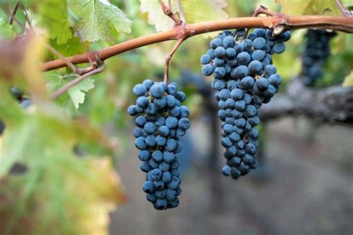Is there a cabernet franc grape?