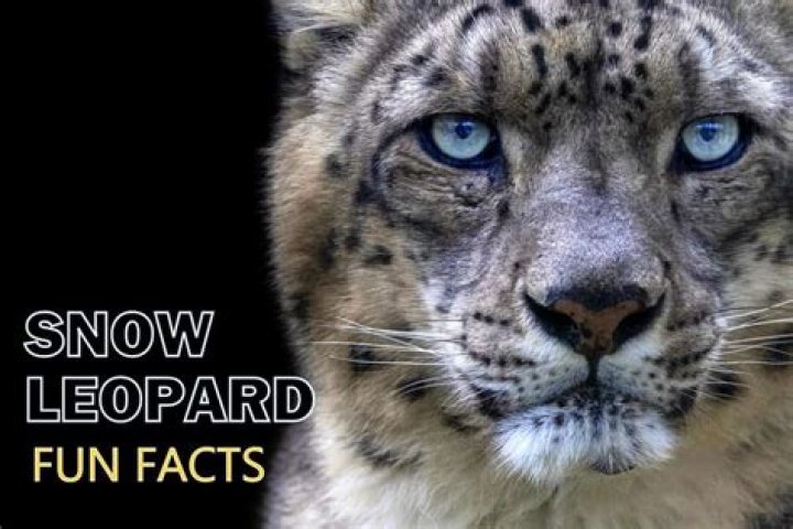What are 3 interesting facts about snow leopards?