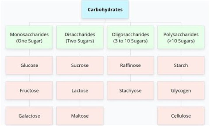 What are the 3 classes or groups of carbohydrates?