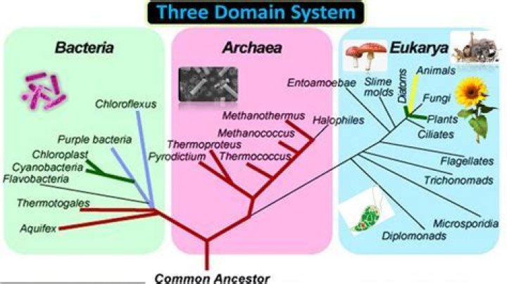 What are the 3 domains of classification of organisms?