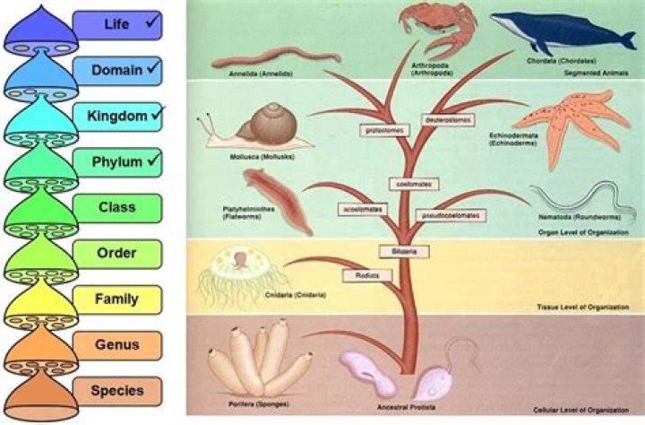 What are the 5 Phylums?