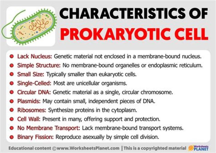 What are the characteristics of a nucleus?