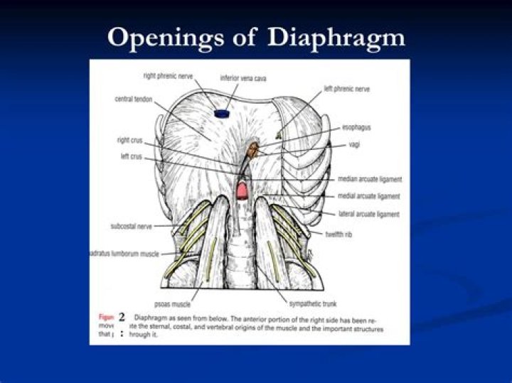What are the openings of the diaphragm?