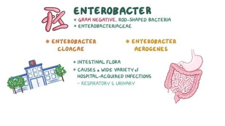 What disease does Enterobacter cause?