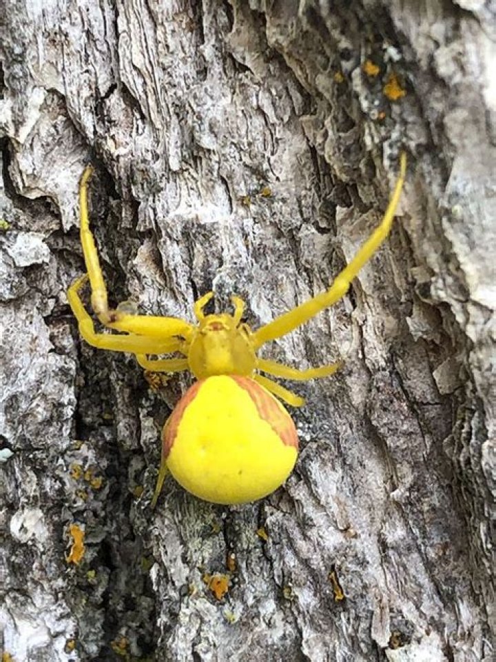 What do goldenrod crab spiders eat?