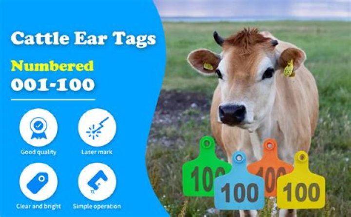 What do the numbers on cow ear tags mean?