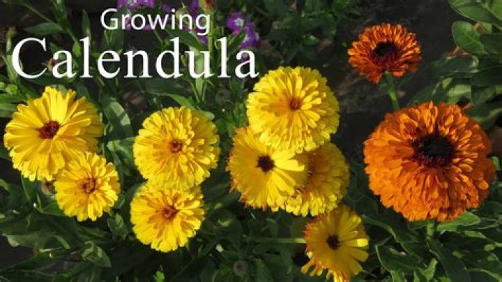 What does Calendula cream do?