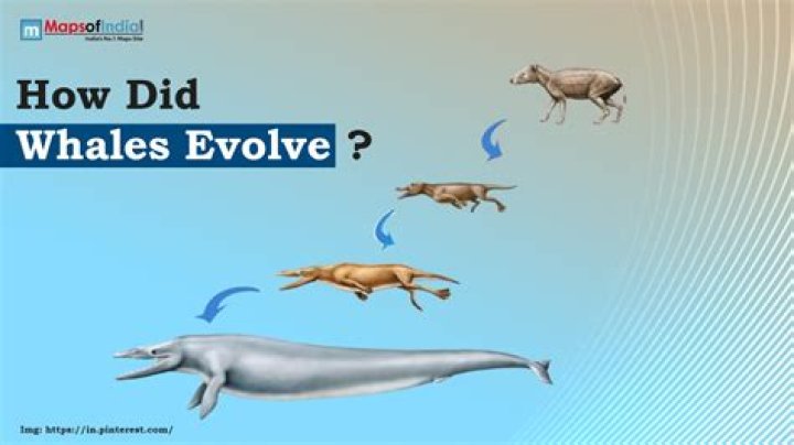What does Izanagi evolve into?