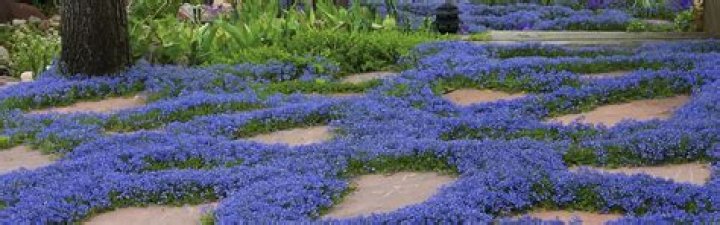 What ground cover grows well in wet soil?