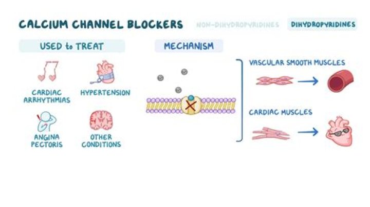 What happens when calcium channels are blocked in neurons?