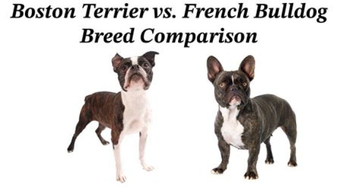 What is a French Bulldog Boston Terrier mix called?