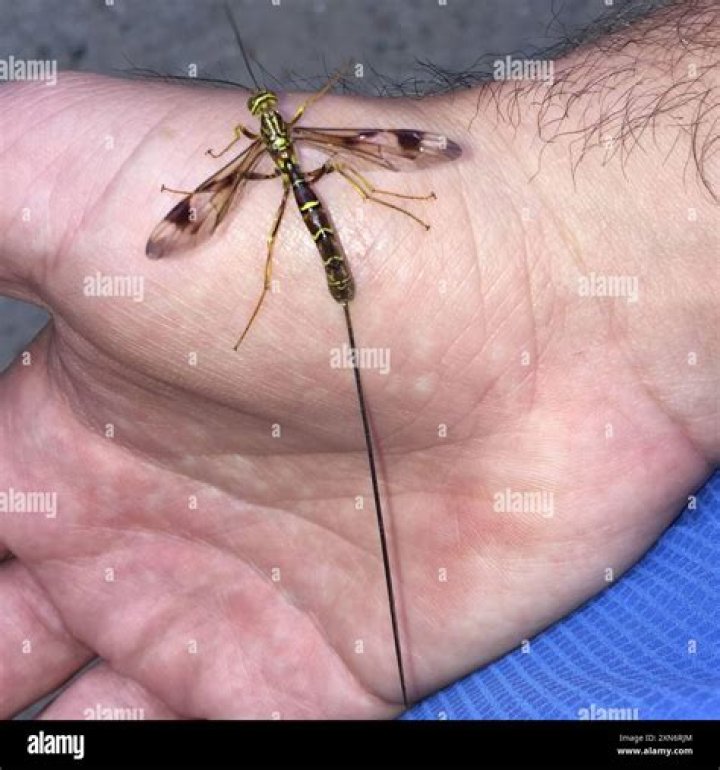 What is a micro wasp?