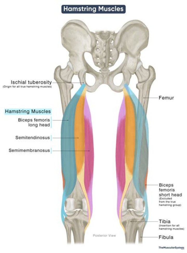 What is another name for hamstring muscles?