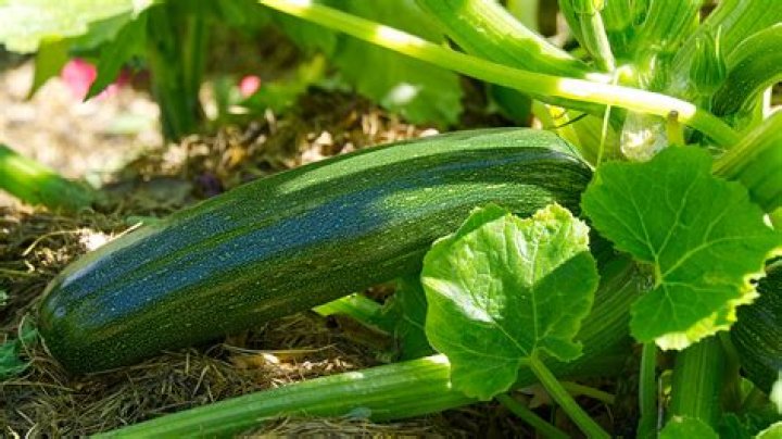 What is marrow squash?