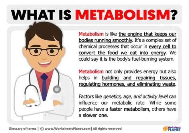 What is metabolism AP biology?