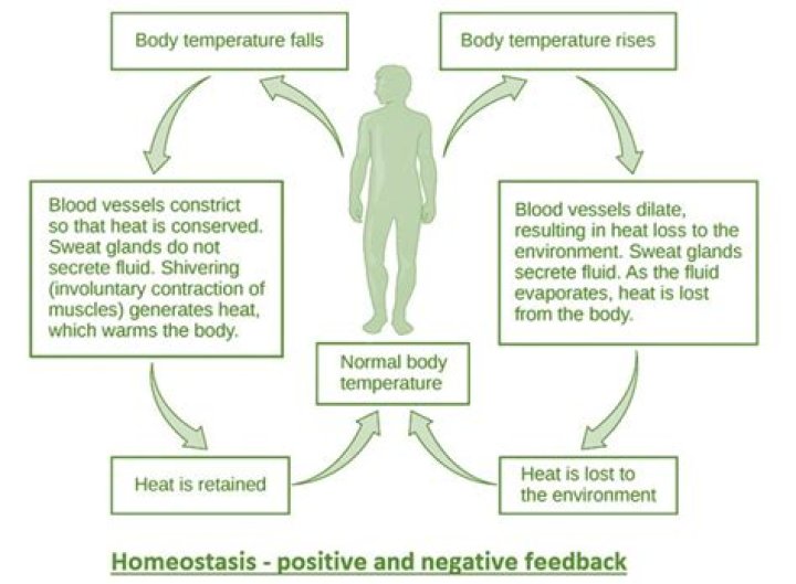 What is negative and positive feedback in homeostasis?