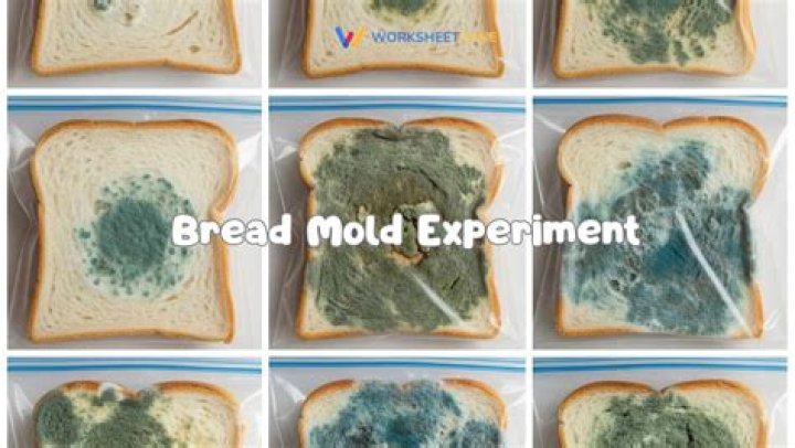 What is the aim of bread Mould experiment?